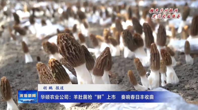 【推進(jìn)鄉(xiāng)村振興建設(shè)農(nóng)業(yè)強(qiáng)縣】華碩農(nóng)業(yè)公司：羊