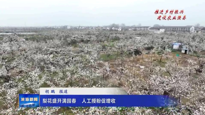 【推進(jìn)鄉(xiāng)村振興?建設(shè)農(nóng)業(yè)強(qiáng)縣】梨花盛開(kāi)滿園