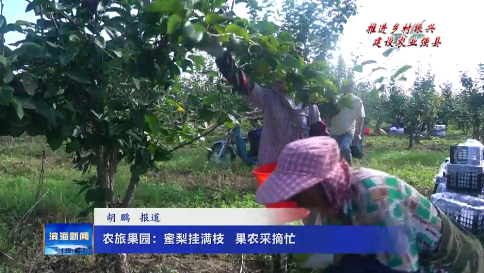 【推進鄉(xiāng)村振興?建設農業(yè)強縣】農旅果園：蜜梨