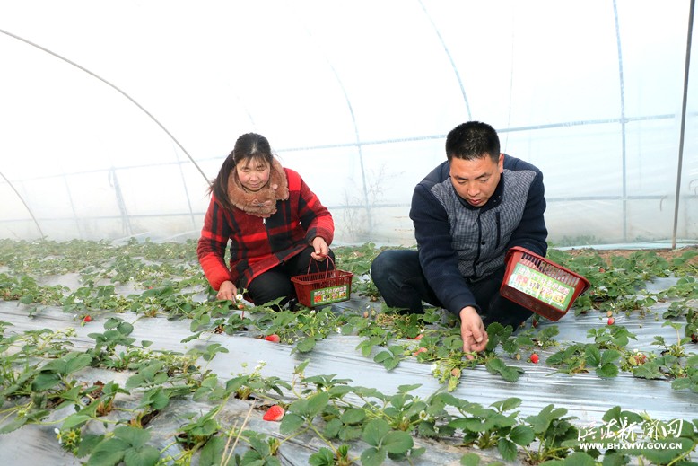 界牌鎮(zhèn)竹林水果種植家庭農場
