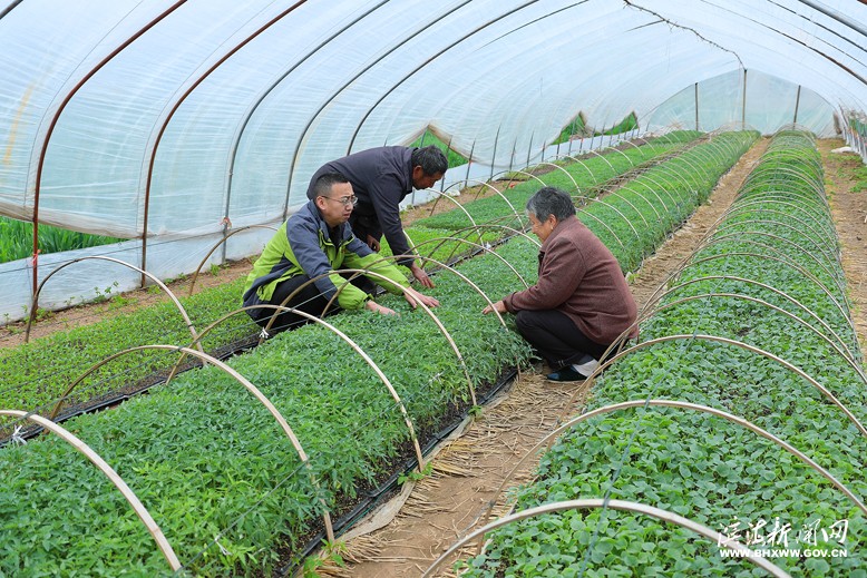 天場鎮(zhèn)農(nóng)業(yè)中心技術(shù)人員到地頭指導群眾學習育苗技術(shù)